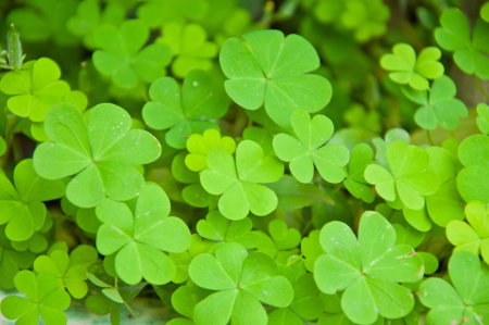 Green leaves grass heart shape