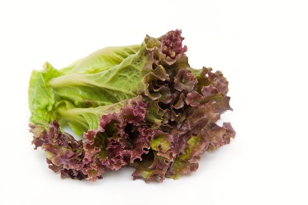 Lettuce isolated in white backgroundの写真素材