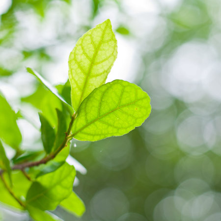 Branch of fresh and green leaves with bokeh in the background
