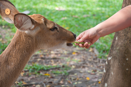 Feeding a deer at the zooの写真素材