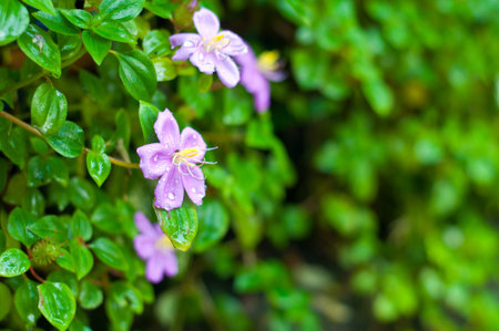 Beautiful fresh purple flower backgroundの写真素材