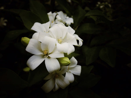 The white blossom flower in summer Thailand