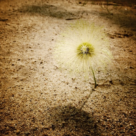 A yellow flower on the sand with shadowの素材