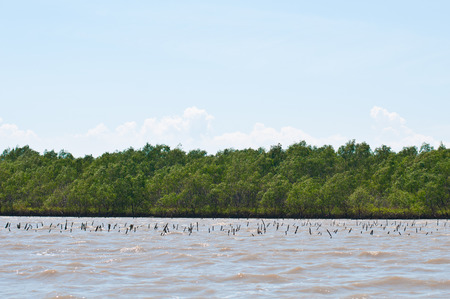 Mangrove forest view in thailandの写真素材