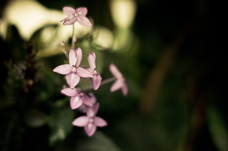 Purple flowers  retro filtered の写真素材