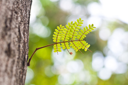 Sprout out of the tree with boken backgroundの写真素材