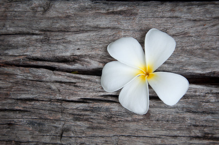 White frangipani (plumeria) flower on the old wood background, Thailandの写真素材
