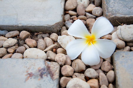 White frangipani (plumeria) flower on the rock backgroundの写真素材