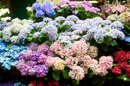 Colorful Flower in the flower market in Franceの写真素材