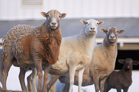 4 Sheepの写真素材