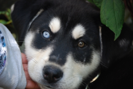 Blue Eyed Puppyの写真素材