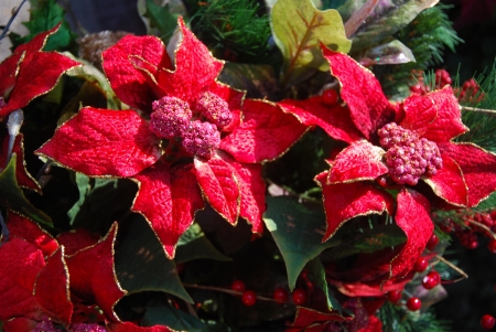 Poinsettias on Lee Laneの写真素材