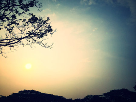 tree silhouette and skyの写真素材