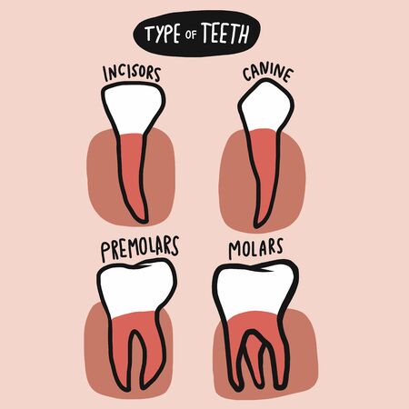 Type of teeth vector illustrationのイラスト素材
