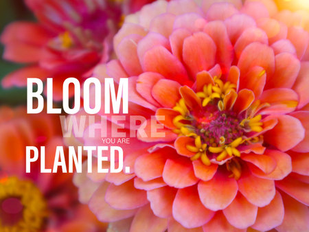 Bloom where you are planted word and pink flower bokeh backgroundの写真素材