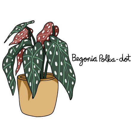 Begonia Polka Dot plant drawing vector illustrationのイラスト素材