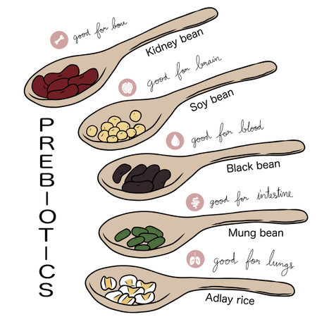 Prebiotics of bean info graphic chart vector illustrationのイラスト素材