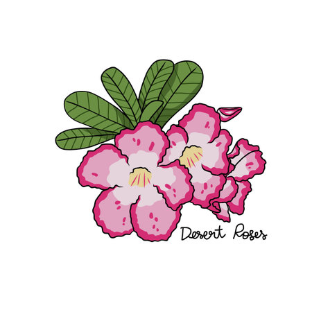 Desert Roses flower vector illustrationのイラスト素材