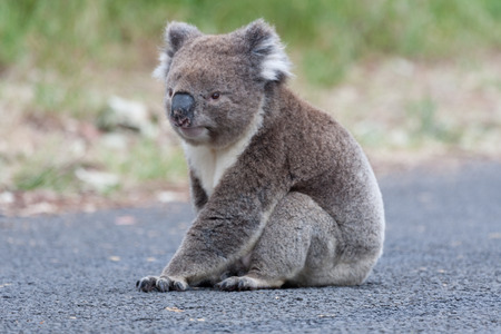 Australian Koala Bear sit on a treeの写真素材