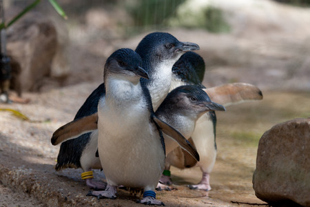 Three little penguinの写真素材