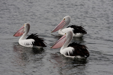 Group of three Pelican swim in the oceanの写真素材