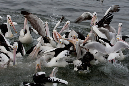 Feeding a big group of pelicans, than is only chaosの写真素材