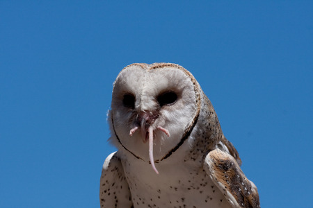 Snow owl eat a mouse,の写真素材