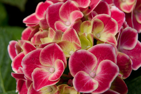 Orchid flower close up, colourfulの写真素材