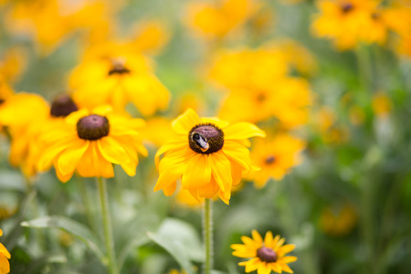 group of Rudbeckia hirta flowers. The bees fly aound and do their job. Lovely summer dayの写真素材