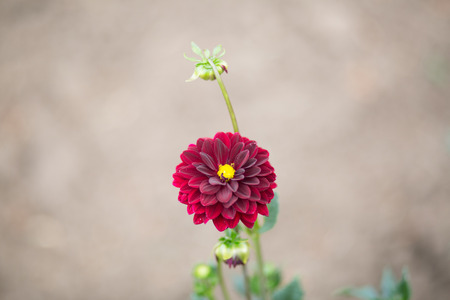Red dahlian flower in the garden. Flower blossom in bright red colourの写真素材