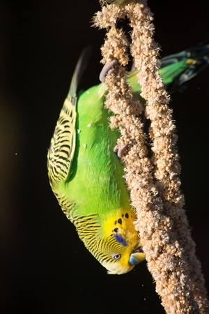 One budgie eating seeds upside down, hanging aroundの写真素材
