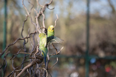 Budgie flying around with his wings spread. To another budgie, waitingの写真素材