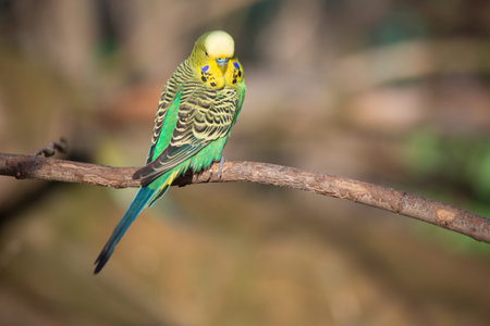 Single busgie sitting on a branch and look aroundの写真素材