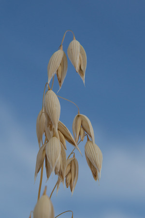 Golden ears of oat. Close up of cornの写真素材