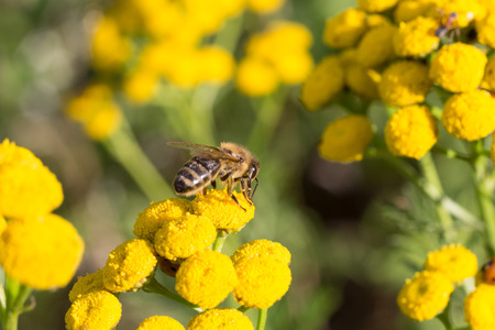 Bee doing the job on a tansy plantの写真素材
