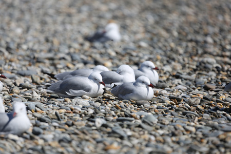 Seagull lay at the beach frontの写真素材