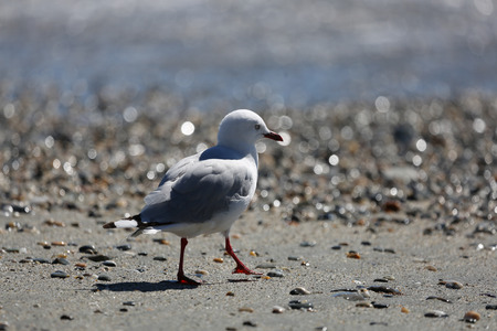 Seagull walk aroundの写真素材