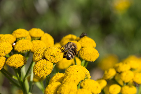 Bee doing the job on a tansy plantの写真素材