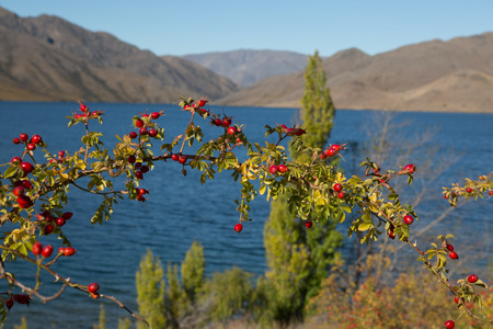 Lake Pupaki with mountains and bushes, New Zealand,の写真素材