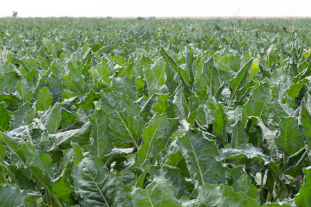 Sugar beet grow on the fieldの写真素材