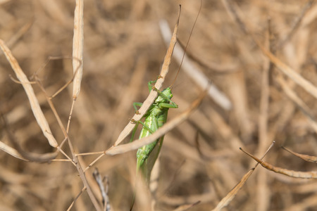 Grashoper in a dry colza field, closeupの写真素材