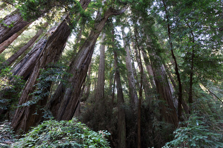 Muir Woods, group of treesの写真素材