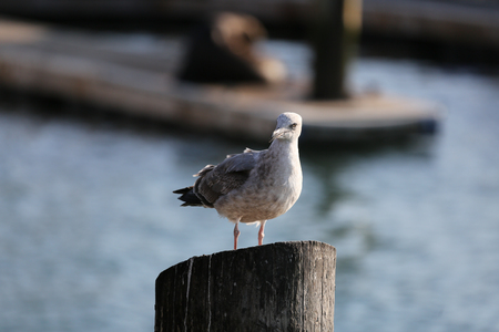 seagull sitting on a tree trunk in the Pacificの写真素材