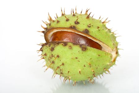 Chestnuts close up isolatedの写真素材