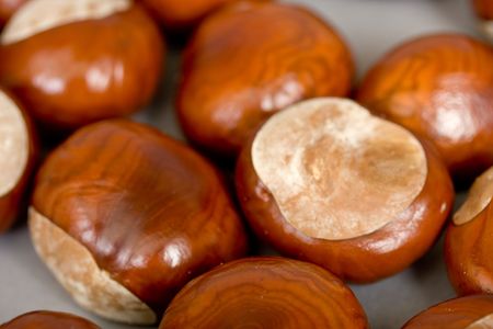 Chestnuts close up isolatedの写真素材