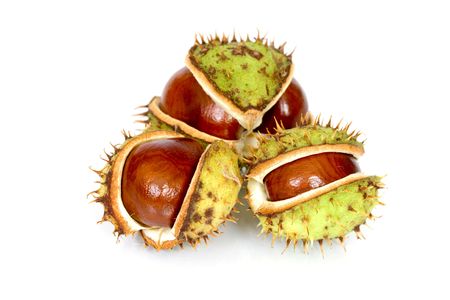 Chestnuts close up isolated with reflectionの写真素材