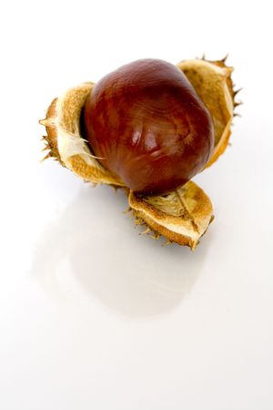 Chestnuts close up isolated with reflectionの写真素材