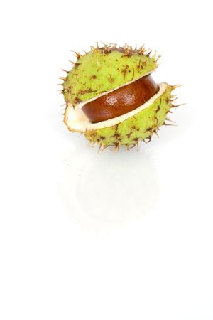 Chestnuts close up isolated with reflectionの写真素材