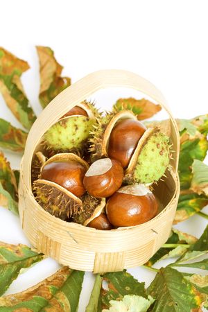 Chestnuts close up isolated with reflectionの写真素材