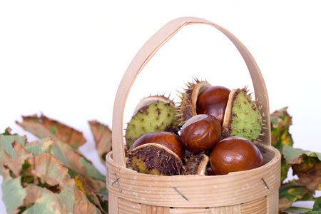 Chestnuts close up isolated with reflectionの写真素材